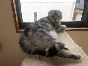 大阪市　ちび太