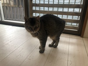 坂東市　ナナ