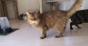 三鷹市　そら