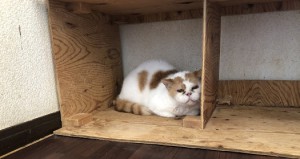 草加市　テク
