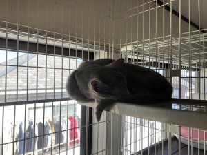 江戸川区　ケイスケ