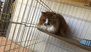 鎌ケ谷市　マロン