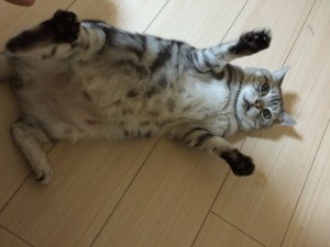 大田区　コウスケ
