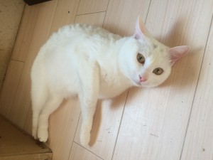 川崎市　メロンちゃん