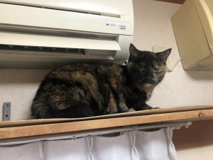 武蔵野市　マル