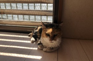 世田谷区　スリ