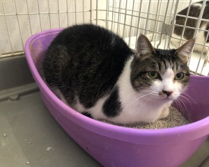 大阪市　エリ