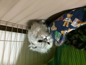 市川市　エビちゃん