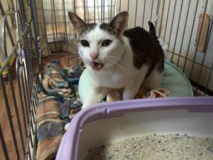 練馬区　トニー