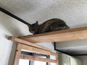 東松山市　タマ