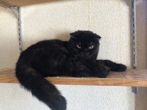 世田谷区　サンペイ君
