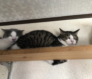 中野区　ちー