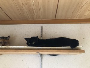 文京区　くらら