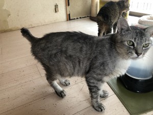 久喜市　チロル