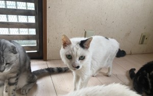 横浜市　ホック