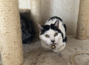 江戸川区　さくら