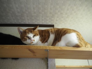 狛江　モト