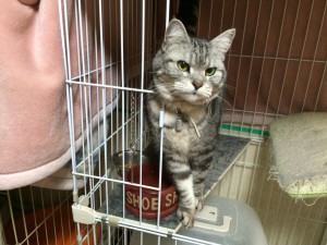 大田区　シルバ