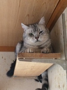 大阪市　ちび太