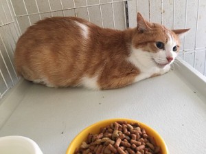 横浜市　サンちゃん