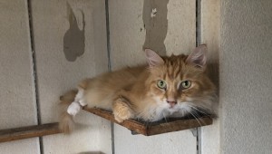 練馬区　サンキチ