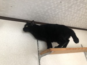 千葉県市川市　ぴったんこ