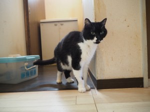 横浜市　マイク