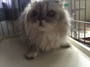 神奈川県川崎市　ボンちゃん