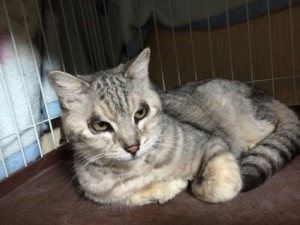 神奈川県川崎市　マツ