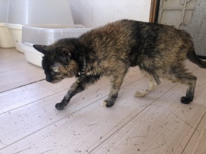 東京都文京区　コミミ