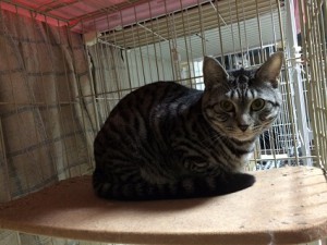 神奈川県横須賀市　ヒナ