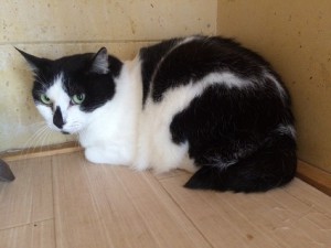 長野県長野市　ブリ