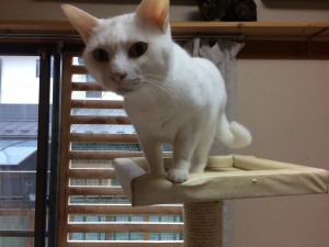 群馬県伊勢崎市　レアル