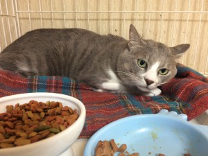静岡県御殿場市　スマちゃん