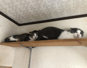 中野区　ちー