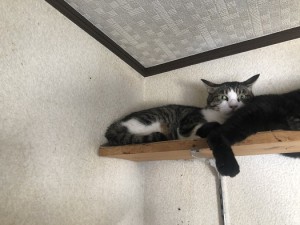 東京都中野区　グレ