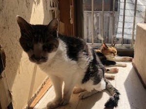 神奈川県川崎市　シロマル