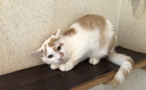 茨城県坂東市　ちくわ