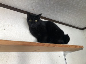 千葉県市川市　ぴったんこ