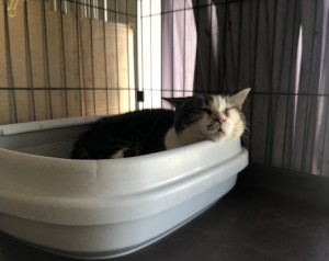 埼玉県草加市　クロちゃん