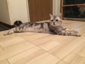 大阪府大阪市　ちび太