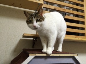 神奈川県平塚市　コロ