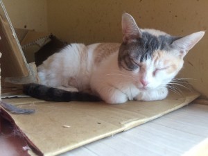 さいたま市　リリー