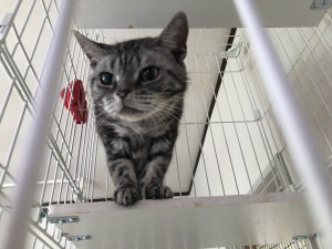 東京都渋谷区　ハナちゃん