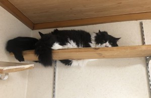 東京都世田谷区　アゴ