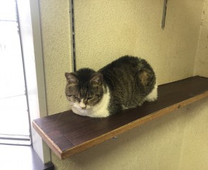 東京都杉並区　ミー子