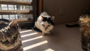 東京都江戸川区　さくら